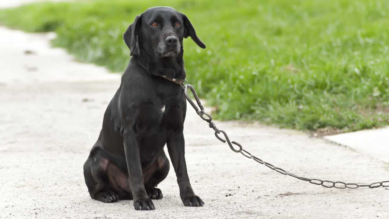 Triste cane nero alla catena