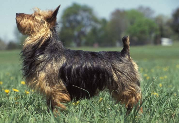 Australian Terrier 