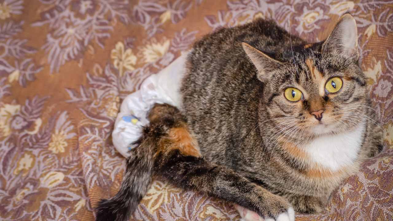 Pannolini Per Uccelli - Tuta Volo Assorbente Per Pappagalli E Parrocchetti (2 Pezzi, Cotone) - Foto 3