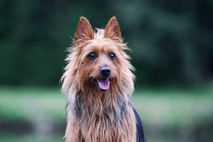 Alimentazione dell'Australian Terrier