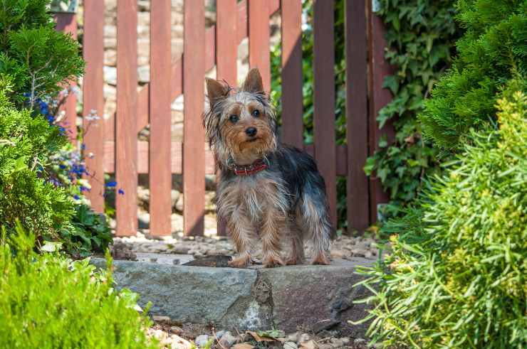 Australian Terrier 