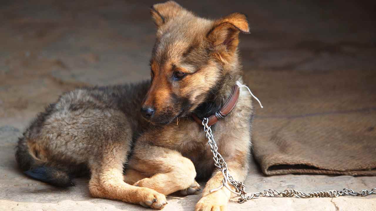 Vietato tenere cani alla catena in Campania