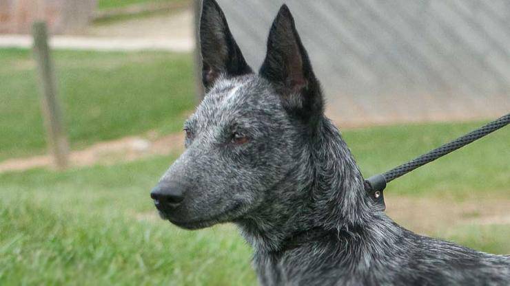 Australian stumpy tail cattle dog