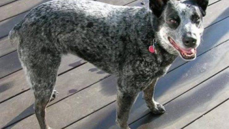 Cura del pelo dell'Australian stumpy tail cattle dog