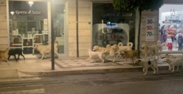 Branco di cani randagi in strada