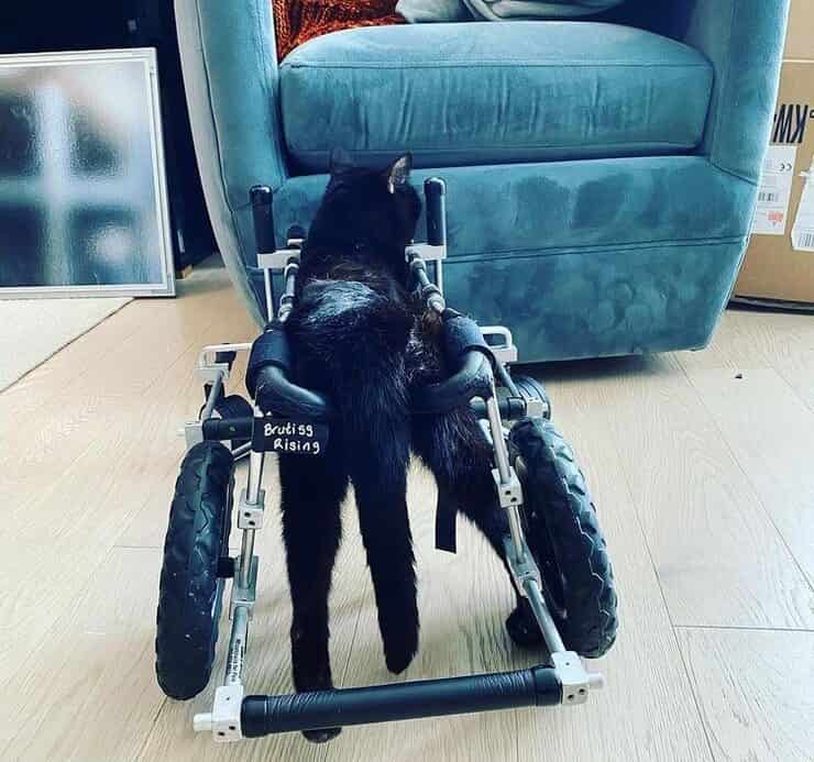 Brutiss e la sua sedia a rotelle (Screen Instagram)