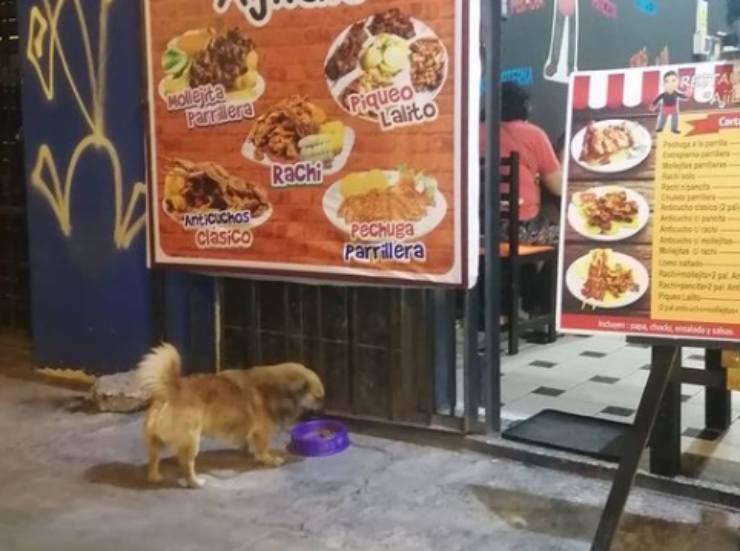 Cagnolino mangia al ristorante