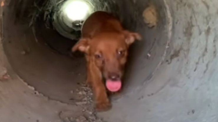 La cagnolina abbandonata (Foto video)