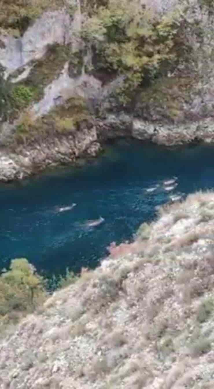 Cerve nuotano nel lago San Domenico (Screen video)