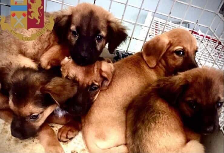 Cuccioli trovati nella proprietà perquisita dalla Polizia (Screen Facebook)