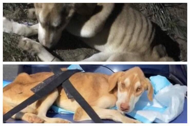 Cucciolo ferito e malato ritrovato sotto una roulotte (Screen Facebook)