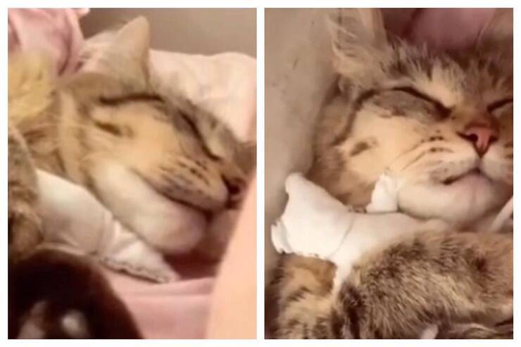 Gatta dorme con il suo prezioso peluche (Screen video)