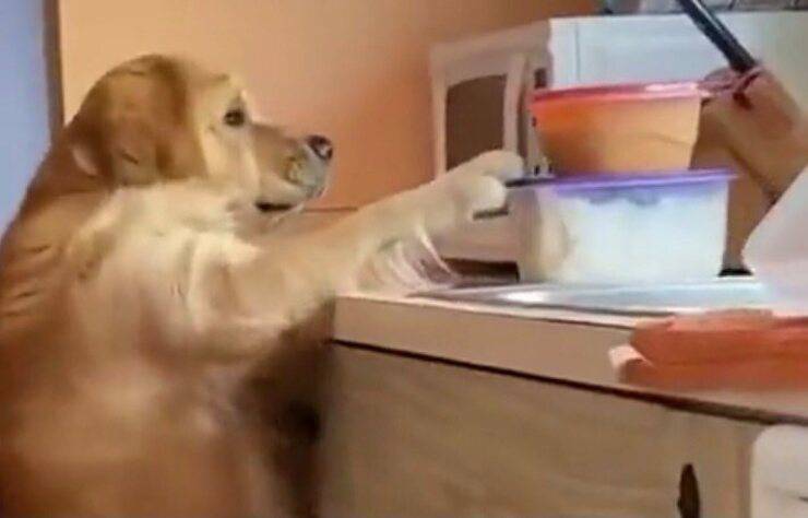 Golden Retriever cerca di prendere il cibo sul piano della cucina (Screen video)