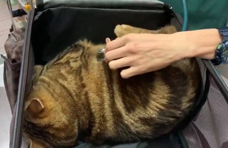 Guichai si finge morto pur di non dover fare la visita dal veterinario (Screen video)