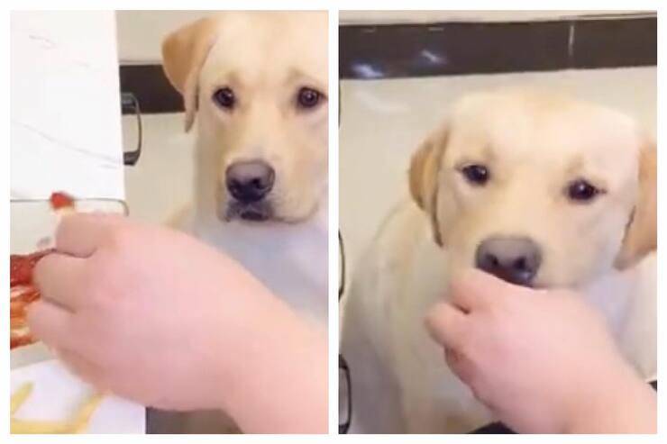 Il Labrador e la patatina con il Ketchup che tanto voleva (Screen video)