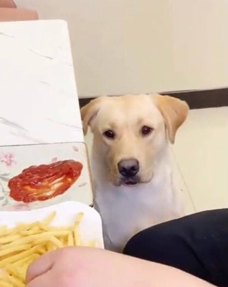 Il Labrador goloso di patatine fritte con il Ketchup (Screen video)