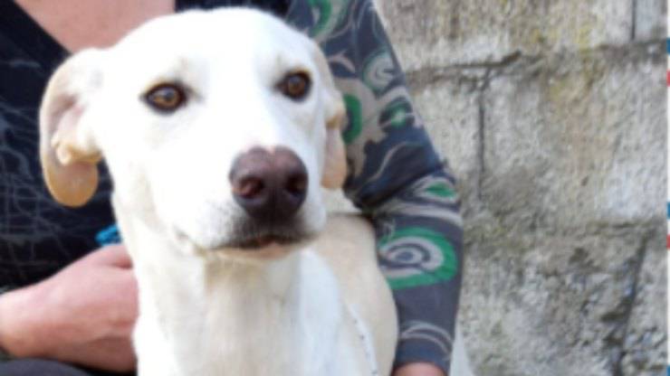 Il cagnolino trovato in spiaggia