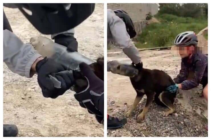 Il cucciolo viene liberato dalla bottiglia sul suo musetto (Screen video)