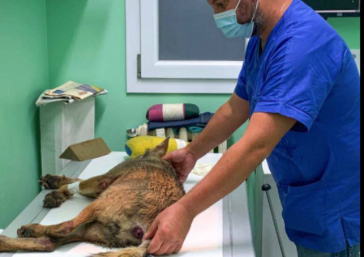 Il lupo presso il centro veterinario