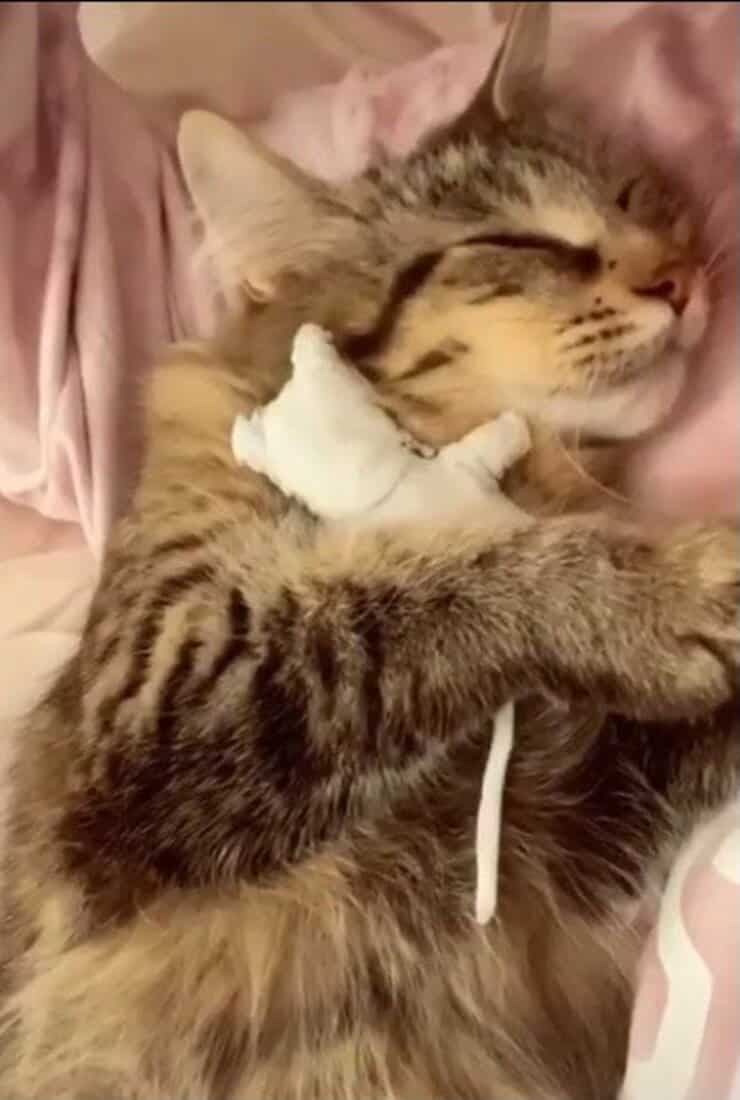 La micina che dorme con il suo amato peluche (Screen video)