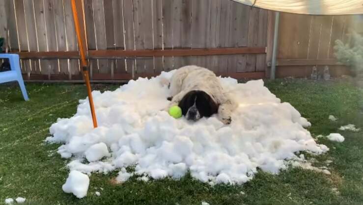 Il cane malato di cancro su un cumulo di neve appositamente realizzato per lei (Screen Video)