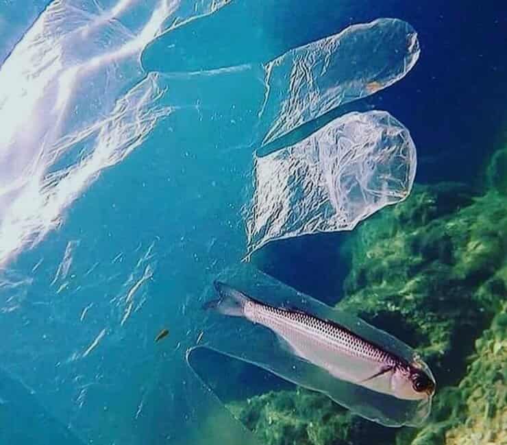 Pesciolino intrappolato guanto plastica (Foto Pinterest)