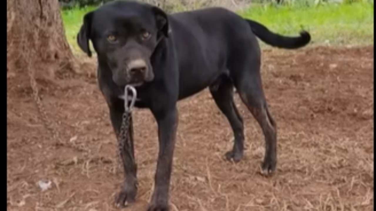 Legato ad una catena per anni, il cane Pilù cerca una famiglia (VIDEO)