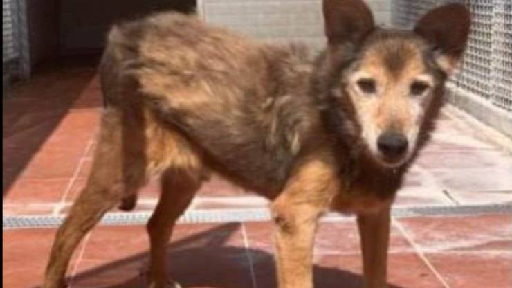 Pino, cane anziano costretto nel rifugio