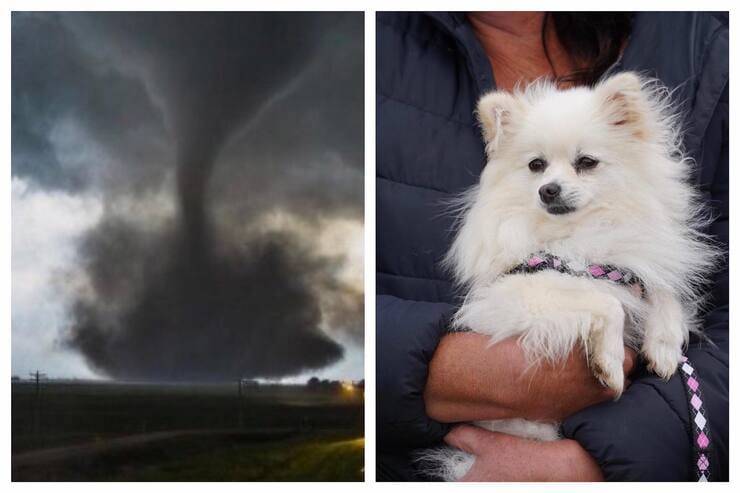 Pom Pom cagnolino salvo dal tornado (Screen Pinterest e Facebook)