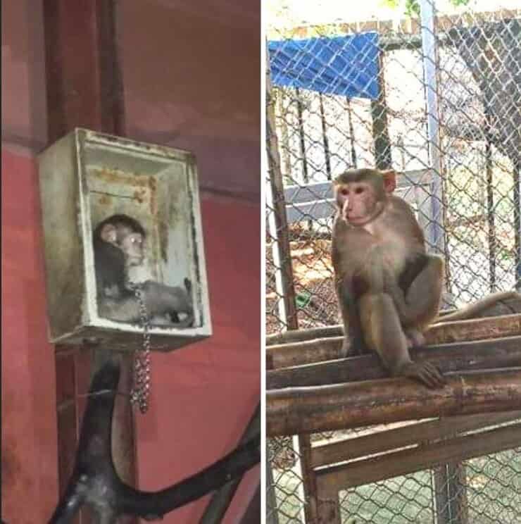 Scimmietta prima e dopo il suo salvataggio (Screen Facebook)