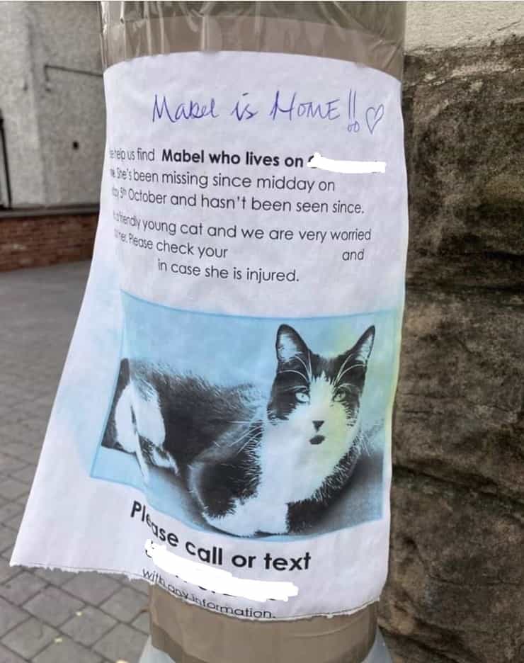 Mabel la gatta sparita per tre settimane da casa (Foto Facebook)