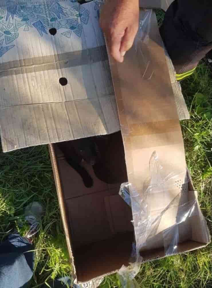 Una delle scatole dove erano rinchiusi i cuccioli (Screen Facebook)