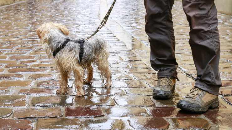 asciugare cane passeggiata pioggia