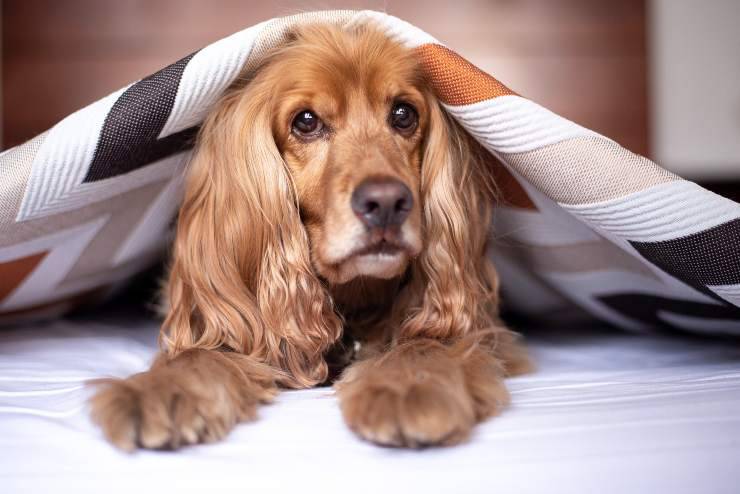Il cane si infila sotto le coperte