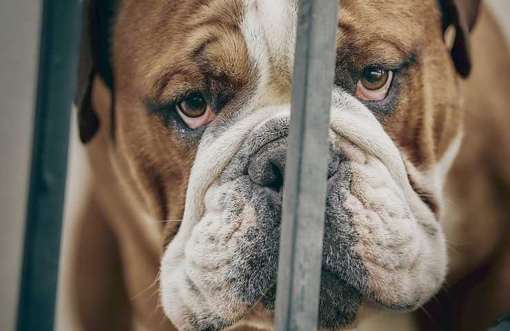 cane triste (Foto Pixabay)