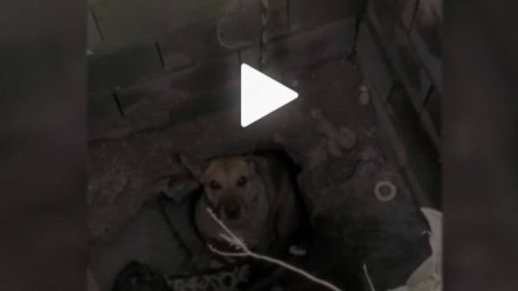 Cane caduto nella buca (Foto video)