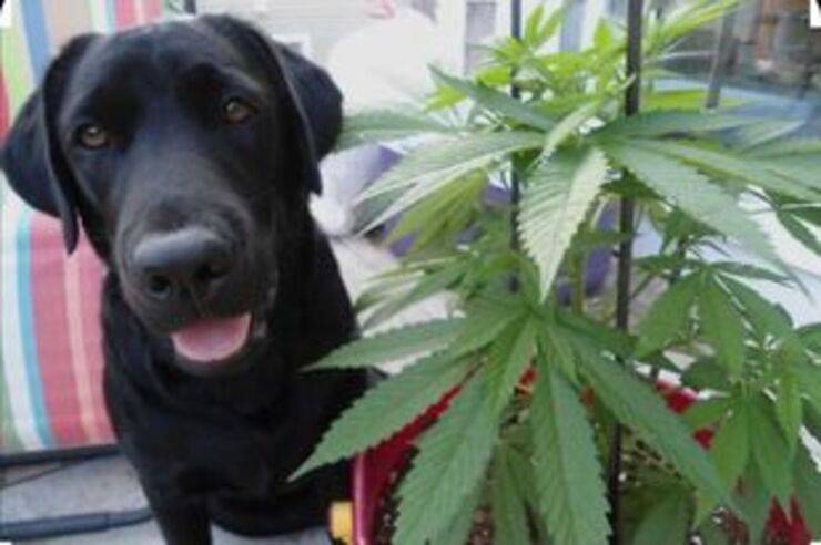 Cane e pianta di Marijuana (Fonte Pinterest)