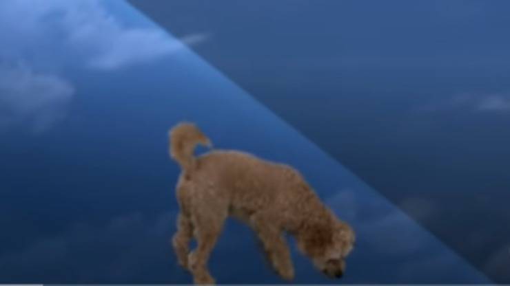 Il cane nelle previsioni meteo (Foto video)