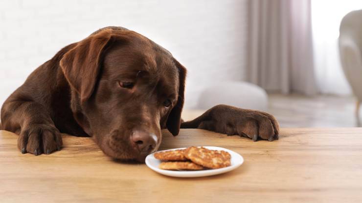 cane può mangiare noce moscata