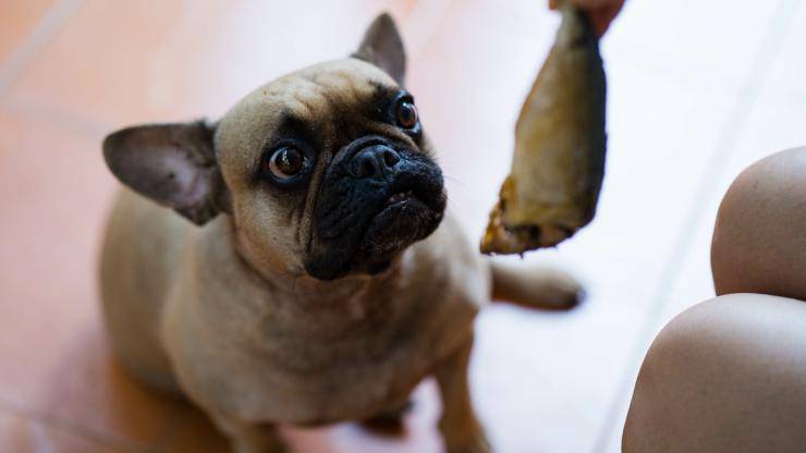 cane può mangiare sgombro