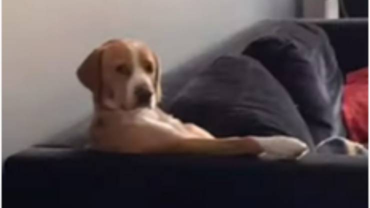 cane seduto sul divano