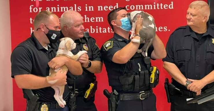 Alcuni dei 24 cani salvati dalla polizia (foto Facebook)