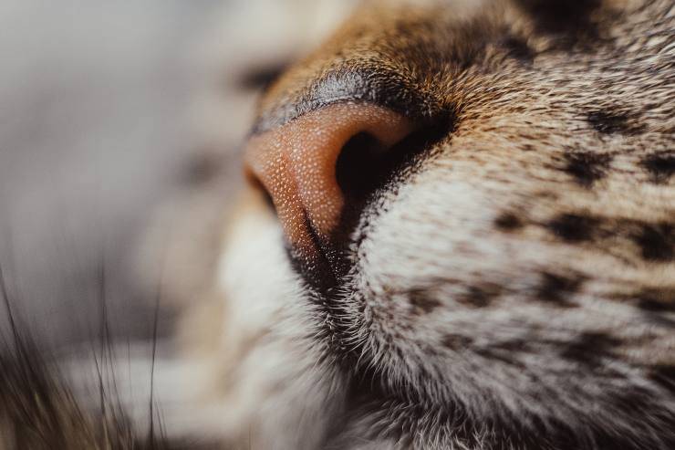 Disturbi nasali nel gatto