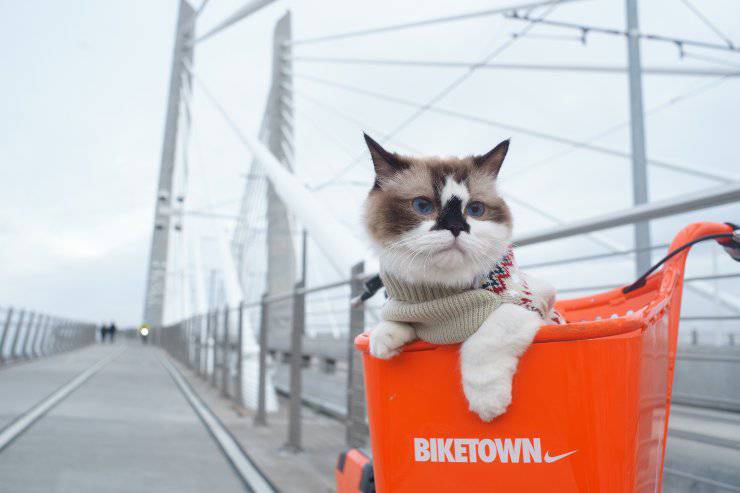Come portare il gatto in bicicletta