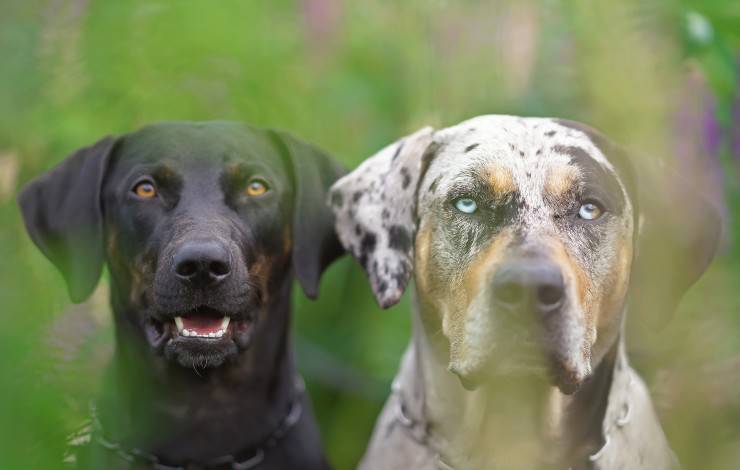 catahoula Leopard Dogs 