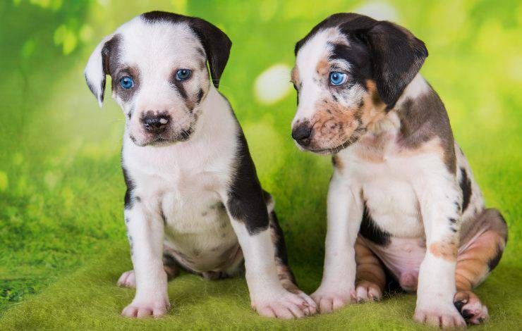 catahoula leopard dog