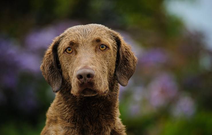 Chesapeake Bay Retriever