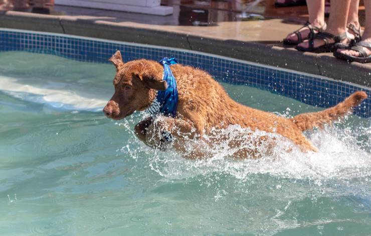 chesapeake bay retriever 