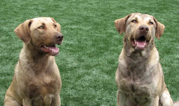 Chesapeake Bay Retriever