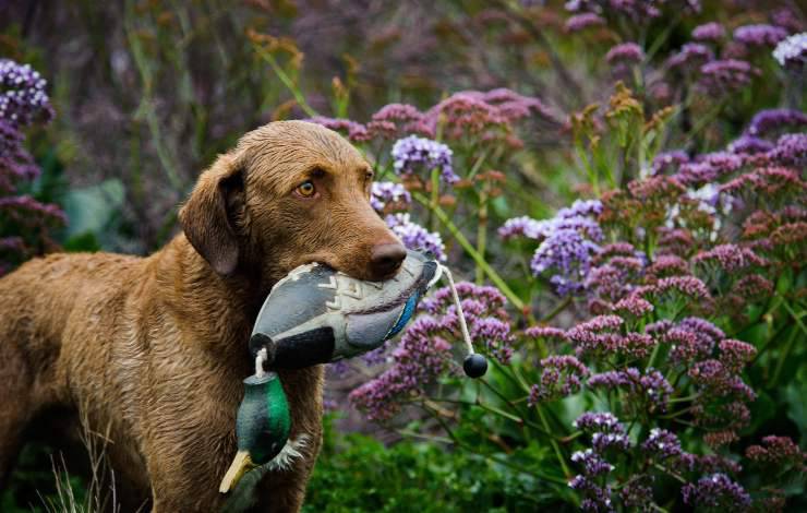 chesapeake bay retriever 